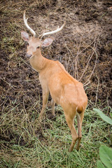 Brown Deer Park is open to the background soil.