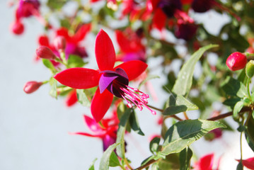 Blühende Fuchsie