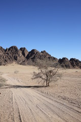 Landscape in the desert with single tree, Egypt.