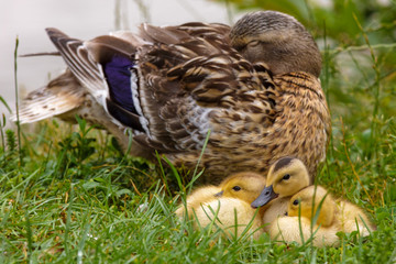 duck with chicks