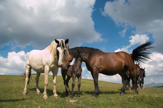 Portrait of happy horses family