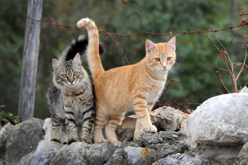 Zwei hübsche Katzen laufen auf einer Mauer - 114867114