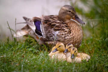 duck with chicks