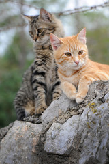 Obraz premium Zwei hübsche Katzen auf einer Mauer