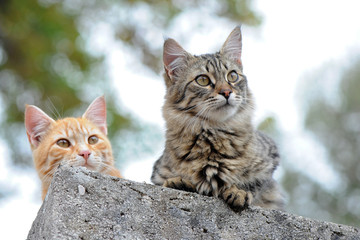 Zwei hübsche Katzen sitzen auf einer Mauer und schauen aufmerksam in die Ferne © inkevalentin