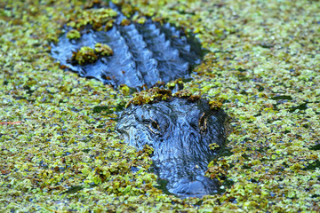 Fototapeta premium Alligator in a swamp