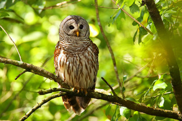 Barred owl (Strix varia) sitting on a tree