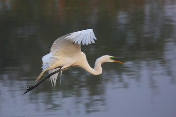 Great Egret (Ardea alba) in flight