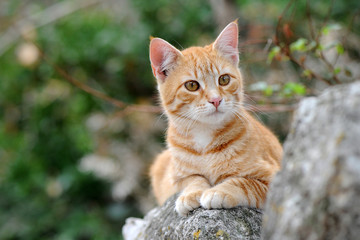 Hübsche gelbe Katze sitzt auf einer Mauer und beobachtet aufmerksam die Umgebung - 114867720