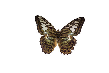 Obraz na płótnie Canvas isolated butterfly on white background