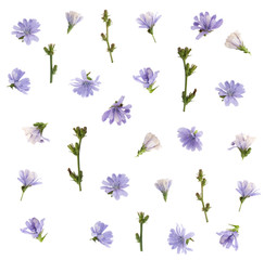 Blue flowers floral pattern isolated on white background