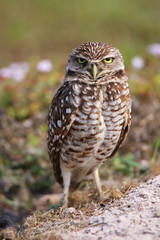 Burrowing Owl standing on the ground