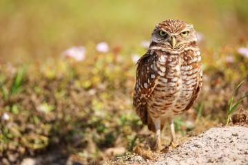 Burrowing Owl standing on the ground