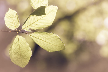 Schimmernde Blätter an einem Baum im Garten,  Retro