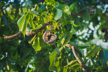 Cacao tree with fruits, Bali, Indonesia