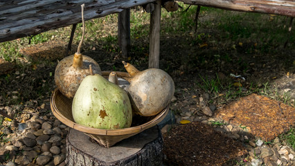 Bottle gourd herb fruit