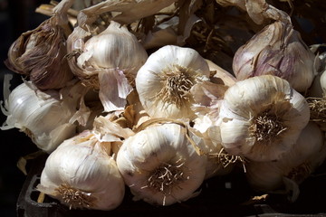 garlic bulbs on dark background