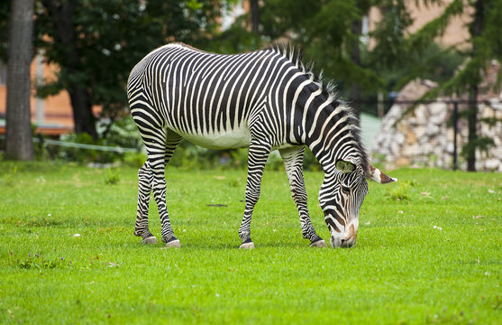 African zebra at the green park in Zoo