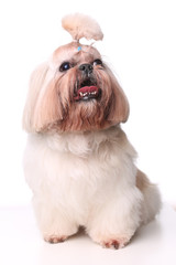 Cute Shih Tzu dog sitting in studio on a white background