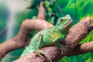 Chinese Water Dragon (Physignathus cocincinus) on a branch