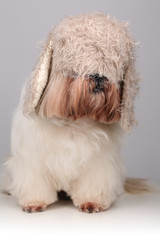 Shih Tzu dog in cute hat stretched over his eyes 