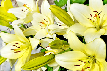 Obraz premium Colorful beautiful flowers lily on the background of the summer