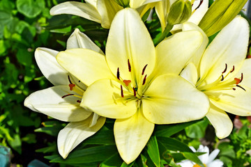 Colorful beautiful flowers lily on the background of the summer