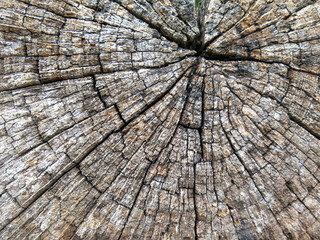 Holzstruktur-Alte Baumstamm