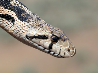 Gopher Snake Close Up