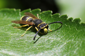 Potter Wasp - Ancistrocerus albophaleratus