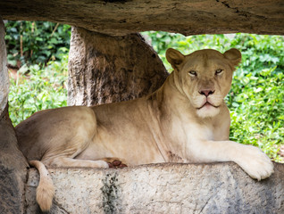 Fierce tiger Ground black background A beautiful light