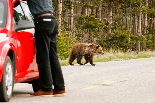 Young Grizzly Bear Crossing Road In Yellowstone National Park, W