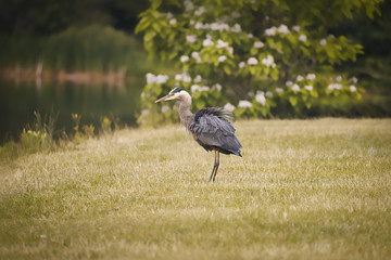 Blue Heron