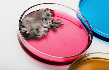 Petri dish with mold on white, selective focus