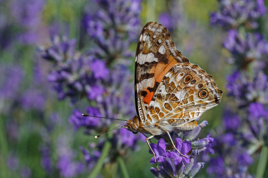 Painted Lady butterfly on lavender flower
