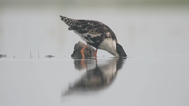 Ruff, Philomachus pugnax, single male preening, Hungary, May  2016