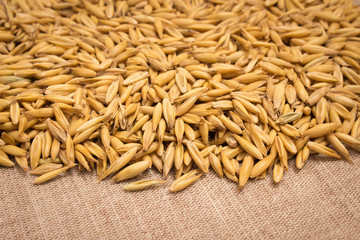 oat grain closeup