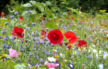 Blumenwiese Mohn