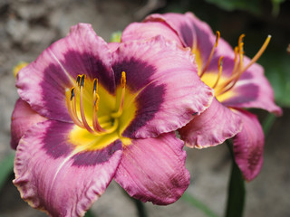 Taglilie Hemerocallis