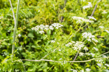 Chaerophyllum bulbosum L..