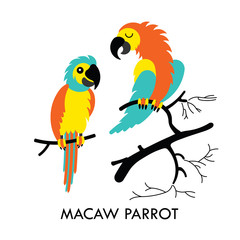 Parrot african birds 1