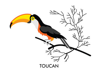 Toucan african birds 1