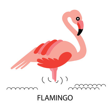 Flamingo african birds 1