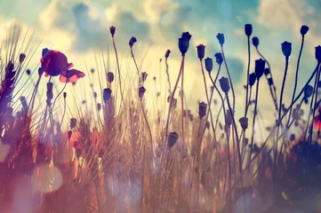 Fototapeten Poppies in the wheat field © izzzy71