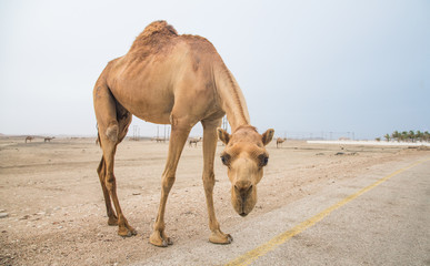 Camel on a road in Mirbat, Dhofar, Oman