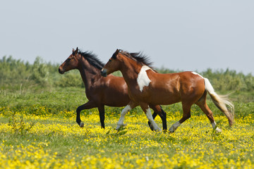 Pferde in Blumenwiese