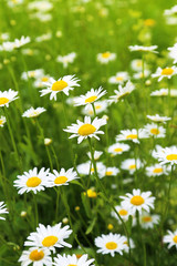 Beautiful wild daisies