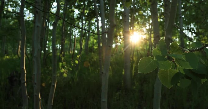 Forest Aspen tree leaves sunset glow. Uinta National Forest. Central Utah Quaken Aspen forest, sunset with sun ray flair through leaves and trees. Beautiful forest.