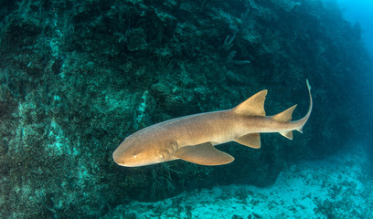 Nurse Shark