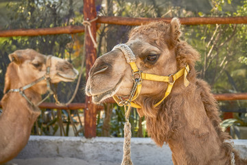 Obraz premium Two Smiling Camels in Cozumel Mexico